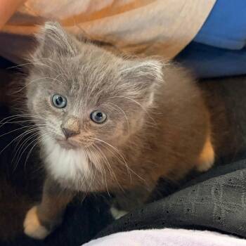 Juju -  Domestic Short Hair Cat for Adoption in Fairfax, Virginia - Juju | PetCurious