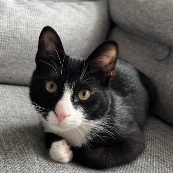 Kemba -  Domestic Short Hair Cat for Adoption in Calverton, Maryland - Kemba | PetCurious