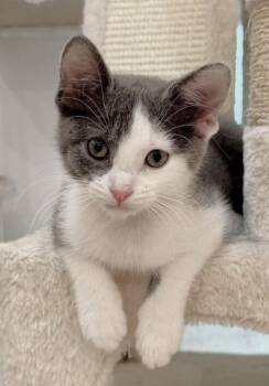 Rookie -  Domestic Short Hair Cat for Adoption in Kansas City, Missouri - Rookie | PetCurious