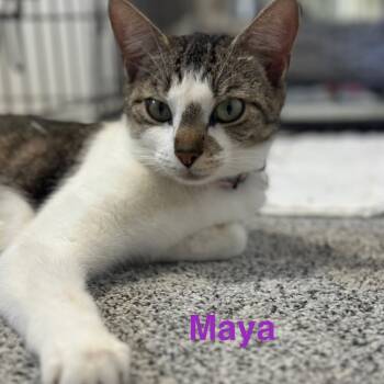 Rescue Domestic Short Hair and Siamese Cats for Adoption in Washington, Pennsylvania - Maya | PetCurious