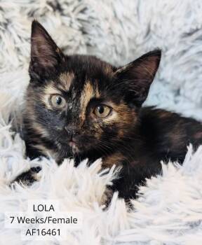 Lola -  Domestic Short Hair Cat for Adoption - Lola | PetCurious