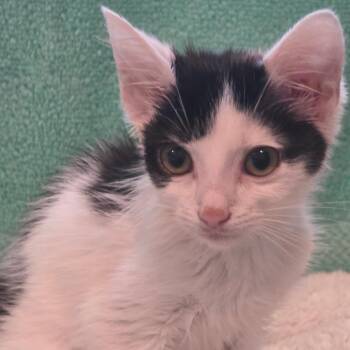 American Shorthair Cats Available for Adoption - Dove | PetCurious