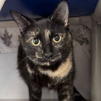 Astrid -  Domestic Short Hair Cat for Adoption in Lansing, Michigan - Astrid | PetCurious