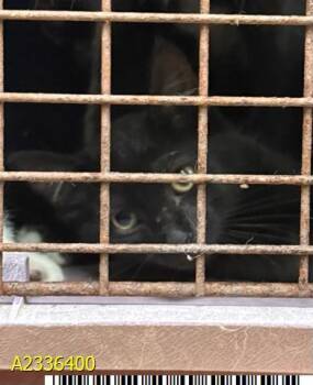 POCUS -  Domestic Short Hair Cat for Adoption in West Palm Beach, Florida - POCUS | PetCurious