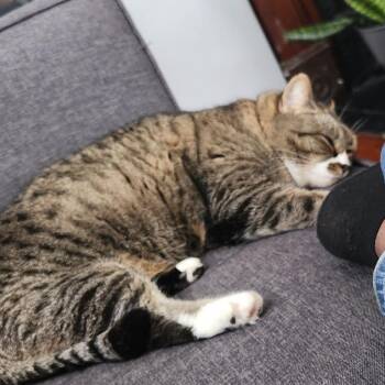Domestic Medium Hair Cats Available for Adoption in Roanoke, Virginia - Smokie | PetCurious