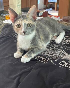 Melody -  Domestic Short Hair Cat for Adoption in Nashville, Tennessee - Melody | PetCurious
