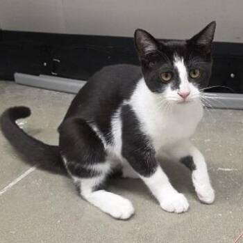 Sophia -  Domestic Short Hair Cat for Adoption in Rossville, Tennessee - Sophia | PetCurious