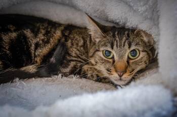 Andy (very shy. reduced fee.) -  Domestic Short Hair Cat for Adoption in Hanson, Massachusetts - Andy (very Shy. Reduced Fee.) | PetCurious