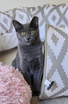 Rescue Russian Blue Cats for Adoption in Dallas, Texas - Bobby Bleu | PetCurious