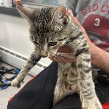 Millie -  Domestic Short Hair Cat for Adoption in Philadelphia, Pennsylvania - Millie | PetCurious