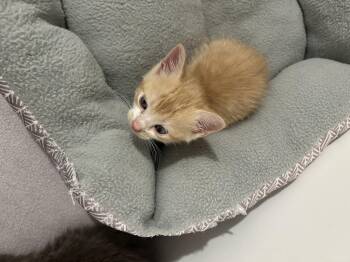 Rescue Domestic Short Hair Cats for Adoption in Bridgeton, North Carolina - Little Man Tate | PetCurious
