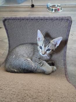 *Lagertha -  Domestic Short Hair Cat for Adoption in Newnan, Georgia - *Lagertha | PetCurious