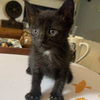Mert Mouse- TL -  Domestic Short Hair Cat for Adoption in Tallahassee, Florida - Mert Mouse- TL | PetCurious