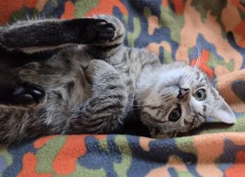 TOPEKA -  Domestic Short Hair Cat for Adoption in Highland Park, New Jersey - TOPEKA | PetCurious