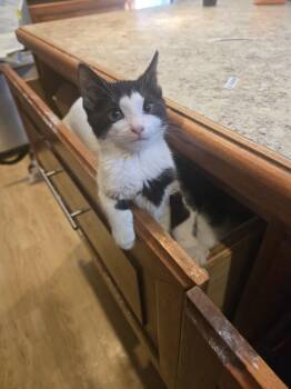 Domestic Short Hair Cats Available for Adoption - Mimi | PetCurious