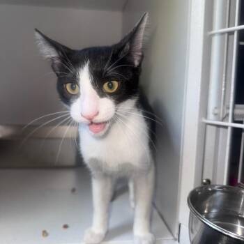 Salem -  Domestic Short Hair Cat for Adoption in New York, New York - Salem | PetCurious