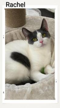 Domestic Short Hair Cats Available for Adoption in Caistor Centre, Ontario - Rachel | PetCurious