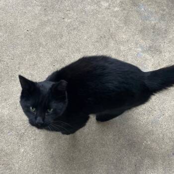 Rescue Domestic Short Hair Cats for Adoption in Fort Belvoir, Virginia - Tony Pepperoni | PetCurious