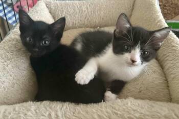 Rescue Domestic Short Hair Cats for Adoption - Marie And Donny (Siblings) | PetCurious