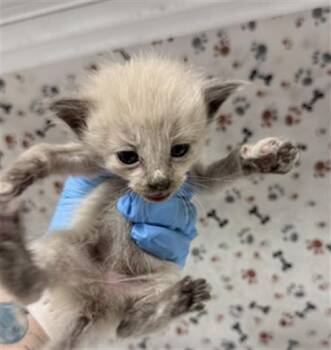 CREAM -  Domestic Short Hair Cat for Adoption in Riverside, California - CREAM | PetCurious