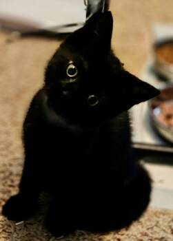 Poe -  Domestic Short Hair Cat for Adoption in Winchendon, Massachusetts - Poe | PetCurious