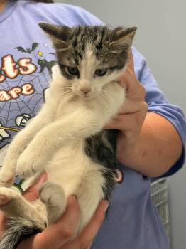 Macaron -  Domestic Short Hair Cat for Adoption in Republic, Missouri - Macaron | PetCurious