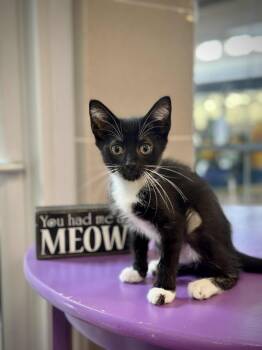 Rescue Domestic Short Hair Cats for Adoption in Sebastian, Florida - Bellarina | PetCurious