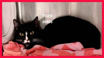 TIGER -  Domestic Short Hair Cat for Adoption in Marietta, Georgia - TIGER | PetCurious