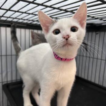 Taffy -  Domestic Short Hair Cat for Adoption in Lakeland, Florida - Taffy | PetCurious