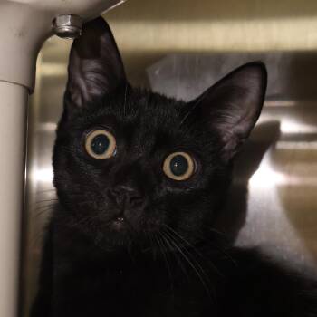 Rescue Domestic Short Hair Cats for Adoption in Briarcliff Manor, New York - Pocus | PetCurious