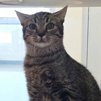 Mr Pickles -  Domestic Short Hair Cat for Adoption in Las Cruces, New Mexico - Mr Pickles | PetCurious