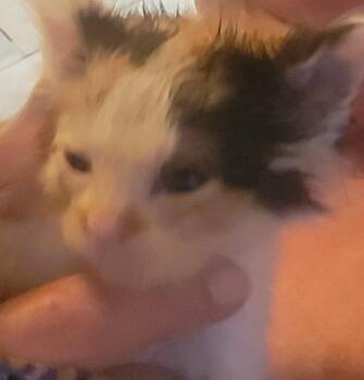 Willow -  Domestic Short Hair Cat for Adoption in Princeton, Indiana - Willow | PetCurious