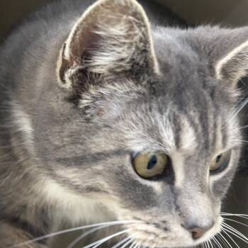 Domestic Short Hair Cats Available for Adoption - Emmy | PetCurious