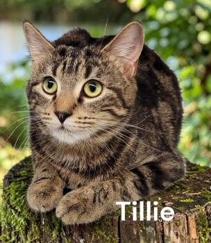 Tabby Cats Available for Adoption in Weems, Virginia - Tillie | PetCurious