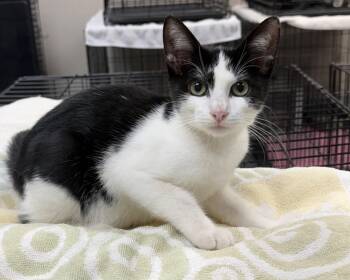 Munchkin -  Domestic Short Hair Cat for Adoption in Little Rock, Arkansas - Munchkin | PetCurious