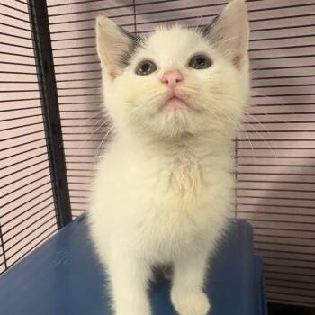 Chills -  Domestic Short Hair Cat for Adoption in Binghamton, New York - Chills | PetCurious
