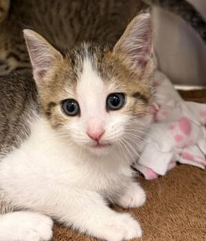 Wasabi -  Domestic Short Hair Cat for Adoption in Yankton, South Dakota - Wasabi | PetCurious