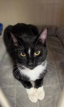 Oreo Jefferson -  Domestic Short Hair Cat for Adoption in Windsor, Connecticut - Oreo Jefferson | PetCurious