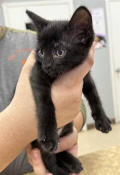 RIZZO -  Domestic Short Hair Cat for Adoption in Killeen, Texas - RIZZO | PetCurious