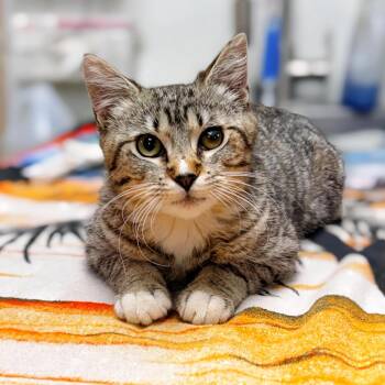 Domestic Short Hair Cats Available for Adoption - Sheila | PetCurious