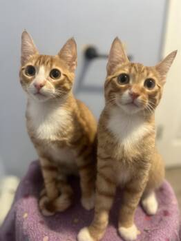 Domestic Short Hair Cats Available for Adoption - Sunrise And Tanner  | PetCurious