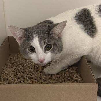 Domestic Short Hair Cats Available for Adoption in Philadelphia, Pennsylvania - Kronk | PetCurious