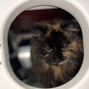 Domestic Long Hair Cats Available for Adoption in Walker, Michigan - Mia | PetCurious