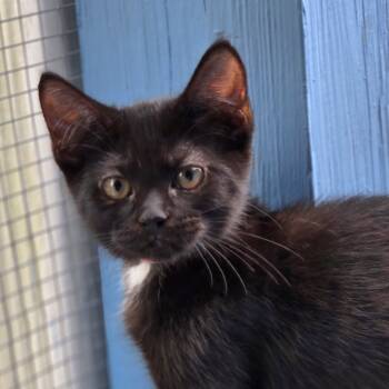 Rescue Domestic Medium Hair Cats for Adoption in Lexington, South Carolina - Lasagna | PetCurious