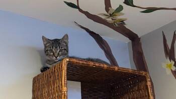 Bardot26 -  Domestic Short Hair Cat for Adoption in Youngsville, North Carolina - Bardot26 | PetCurious