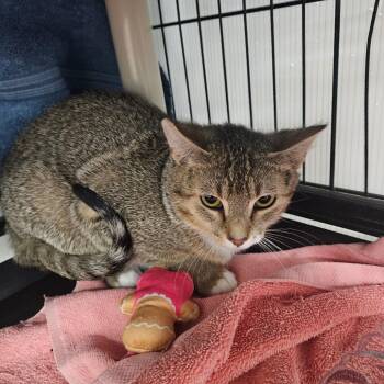 Domestic Short Hair Cats Available for Adoption in Ridgely, Maryland - Sweet Potato | PetCurious