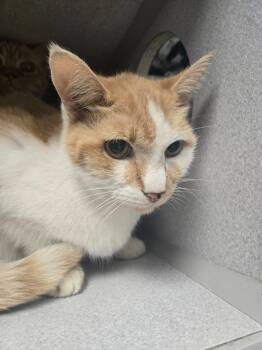 Rescue Domestic Short Hair Cats for Adoption in Greencastle, Indiana - Thumpy | PetCurious