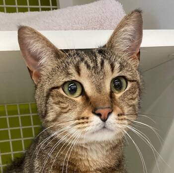 Domestic Short Hair Cats Available for Adoption in Bridgeport, Connecticut - Simba | PetCurious