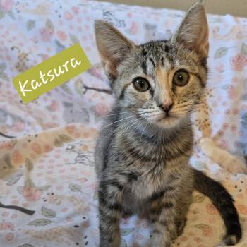 Katsura -  Domestic Short Hair Cat for Adoption in Bentonville, Arkansas - Katsura | PetCurious