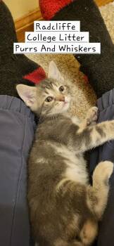 Domestic Short Hair Cats Available for Adoption in New Hartford, New York - Radcliffe | PetCurious